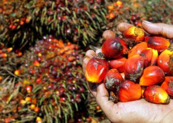 HUILE DE PALME BRUTE: Le temps de la traçabilité