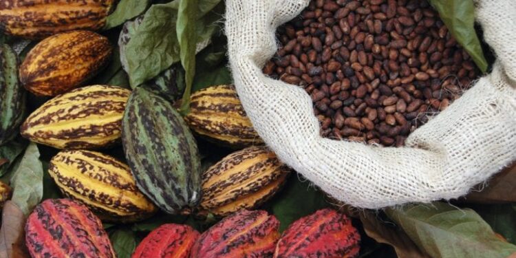 Cacao durable du Cameroun