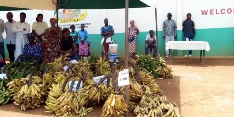 produits,plantain,viande