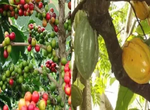 cacao/café