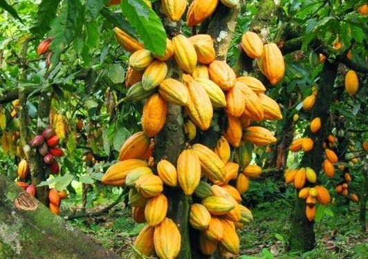 Filière Cacao:la ville d&rsquo;Abidjan abrite en octobre 2023,trois rencontres capitales