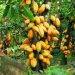 Filière Cacao:la ville d’Abidjan abrite en octobre 2023,trois rencontres capitales