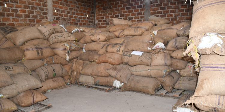 Filière Cacao:120 tonnes de Cacao de qualité supérieure vendues à plus de deux cents millions de FCFA