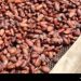 Bruxelles: Rencontre des États membres de l&rsquo;Organisation Internationale du Cacao lundi prochain