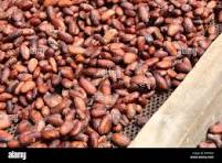 cacao du Cameroun