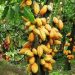 plant de cACAO