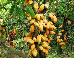 plant de cACAO