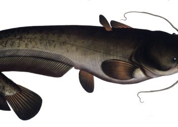 poisson silure