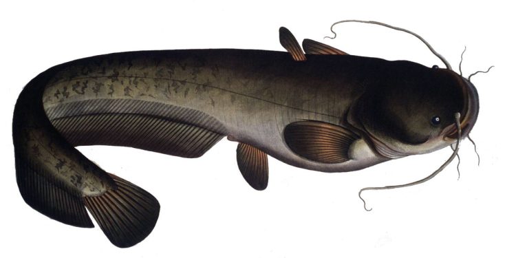 poisson silure