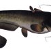 poisson silure