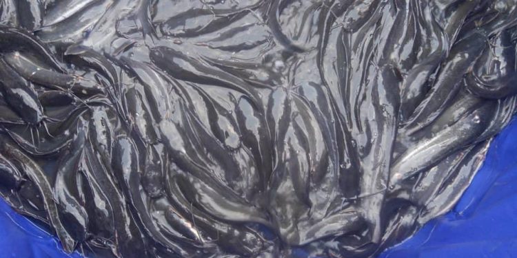 Formation en pisciculture:Des aspirants entrepreneurs piscicoles en phase d’opérationnalisation au CIAP de Djoandjila 2 dans la région de l’Est