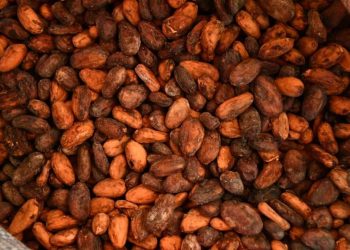 feve de cacao