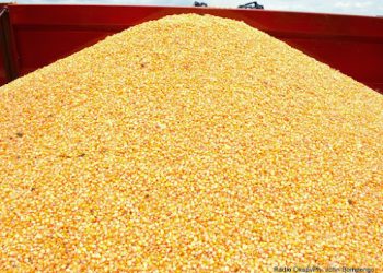 Zaire/RDC:Maïs  contaminé importé de la Zambie pour la RDC/Les aflatoxines sont  responsables des tumeurs dans le foie des animaux et des humains
