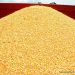 Zaire/RDC:Maïs contaminé importé de la Zambie pour la RDC/Les aflatoxines sont responsables des tumeurs dans le foie des animaux et des humains