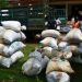 Cameroun/commercialisation du Cacao:Producteurs et acheteur  s’approprient les ventes-groupées  à Ngat -Bane