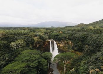 Cameroun/Systèmes agroalimentaires sains et durables:Yaoundé abrite ce 12 décembre  2024, l’Atelier de lancement de projet : Renforcement des capacités des pays pour permettre les contributions forestières à des systèmes  agroalimentaires sains et durables