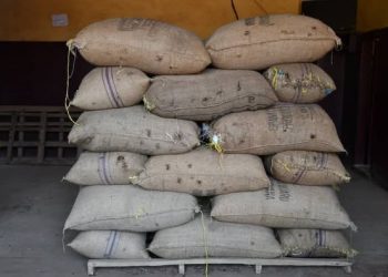 Cameroun/Commercialisation du cacao:202 tonnes de Cacao de Grade un vendues à un milliard dix millions de F CFA à Biakoa