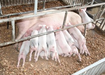 Cameroun:Promotion de l&rsquo;Import-Substitution/ Le Gouvernement sollicité pour le développement des activités  d&rsquo;une ferme moderne à Mbang par Ayos
