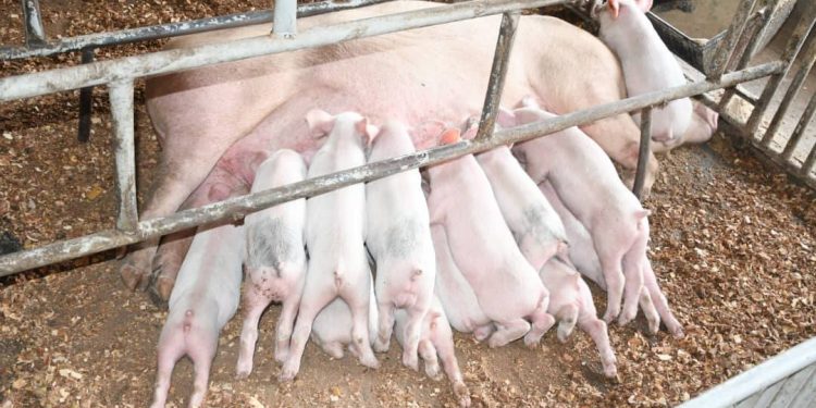 Cameroun:Promotion de l&rsquo;Import-Substitution/ Le Gouvernement sollicité pour le développement des activités  d&rsquo;une ferme moderne à Mbang par Ayos