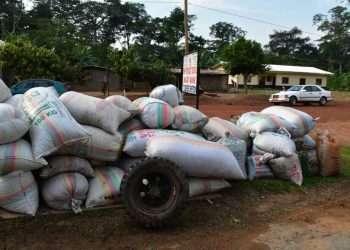 Vente-groupéé de Cacao à Ngat-Bané/Grande effervescence à l’occasion de la dernière opération