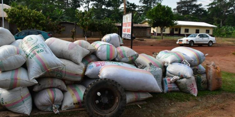 Vente-groupéé de Cacao à Ngat-Bané/Grande effervescence à l’occasion de la dernière opération  