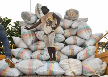 Cameroun:Filière Cacao:Les producteurs de Ngat-Bané savourent les bienfaits des ventes -groupées