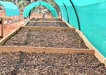 Campagne caféière 2025-2026 au Cameroun:Hausse des prix et hausse de  la production : Les maitres mots