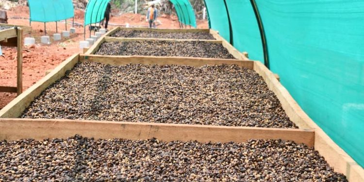 Campagne caféière 2025-2026 au Cameroun:Hausse des prix et hausse de la production : Les maitres mots