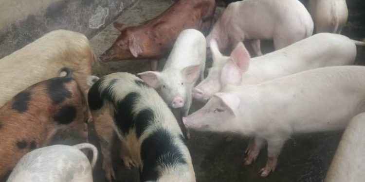 CAMEROUN/PORCICULTURE/RENFORCEMENT DES CAPACITES DES ACTEURS DE LA FILIERE PORCINE