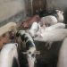 CAMEROUN/PORCICULTURE/RENFORCEMENT DES CAPACITES DES ACTEURS DE LA FILIERE PORCINE