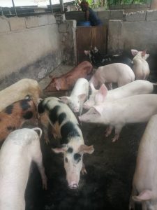 filiere porcine