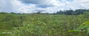 Projet de culture du manioc d'AKAK