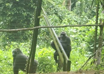 CAMEROUN-SEMAINE NATIONALE DU TOURISME/JOURNEE MONDIALE -LE MINISTERE DU TOURISME ET DES LOISIRS(MINTOURL) A ORGANISE UNE IMMERSION BIODIVERSITE AVEC LE CORPS DIPLOMATIQUE AU PARC DE LA MEFOU