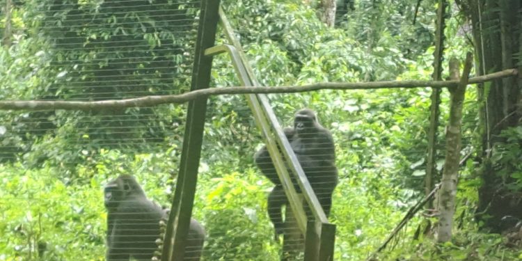 CAMEROUN-SEMAINE NATIONALE DU TOURISME/JOURNEE MONDIALE -LE MINISTERE DU TOURISME ET DES LOISIRS(MINTOURL) A ORGANISE UNE IMMERSION BIODIVERSITE AVEC LE CORPS DIPLOMATIQUE AU PARC DE LA MEFOU