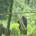 CAMEROUN-SEMAINE NATIONALE DU TOURISME/JOURNEE MONDIALE -LE MINISTERE DU TOURISME ET DES LOISIRS(MINTOURL) A ORGANISE UNE IMMERSION BIODIVERSITE AVEC LE CORPS DIPLOMATIQUE AU PARC DE LA MEFOU
