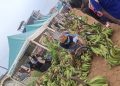CAMEROUN/ »LA KERMESSE DES PRODUCTEURS EST UN SOCLE DE SECURITE ALIMENTAIRE AU CAMEROUN »,CYPRIEN BAMZOK NTOL ,ADMINISTRATEUR DE LA MIRAP