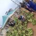 CAMEROUN/ »LA KERMESSE DES PRODUCTEURS EST UN SOCLE DE SECURITE ALIMENTAIRE AU CAMEROUN »,CYPRIEN BAMZOK NTOL ,ADMINISTRATEUR DE LA MIRAP